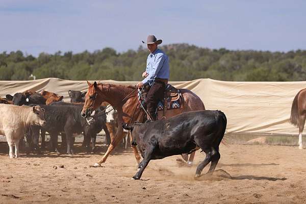 athletic-quarter-horse