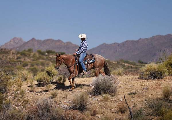 calf-roping-quarter-horse
