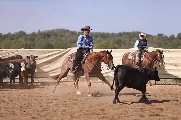 cutting-quarter-horse