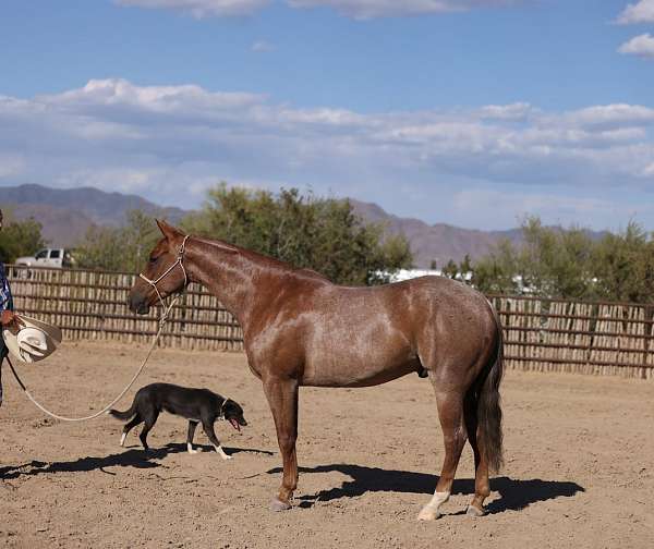 flashy-quarter-horse