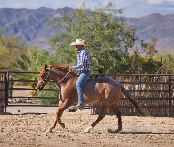 husband-safe-quarter-horse