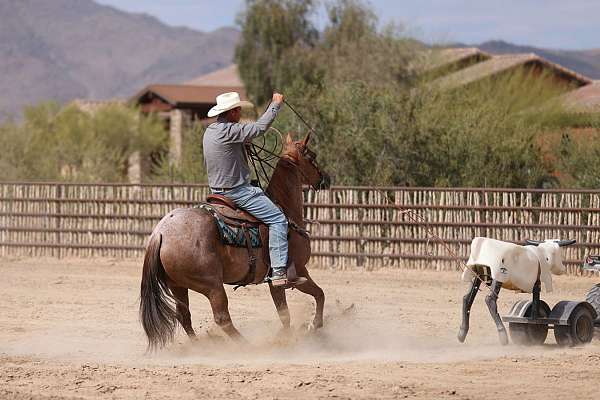 performance-quarter-horse