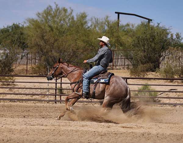 ranch-quarter-horse