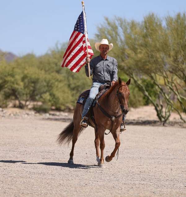 ranch-versatility-quarter-horse