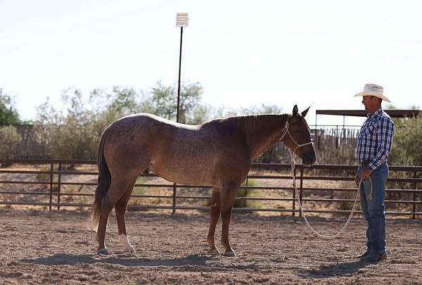 ranch-work-quarter-horse