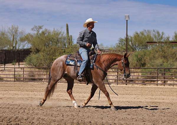 reined-cow-quarter-horse