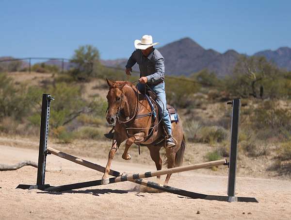 trail-quarter-horse