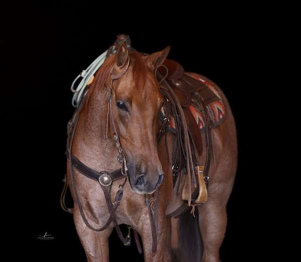 western-riding-quarter-horse