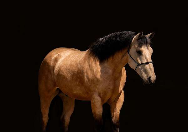 all-around-draft-horse