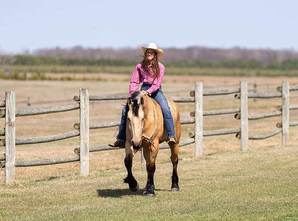 athletic-draft-horse