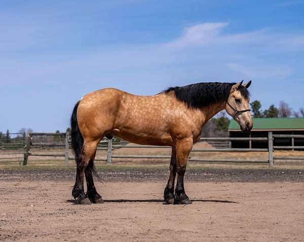 cross-draft-horse