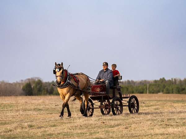 draft-horse