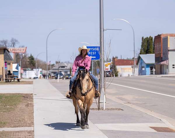 husband-safe-draft-horse