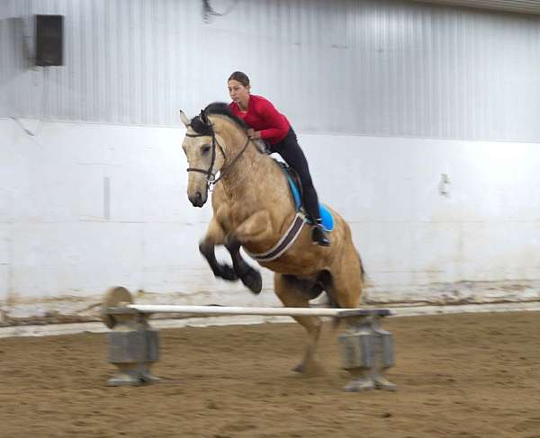 jumping-draft-horse
