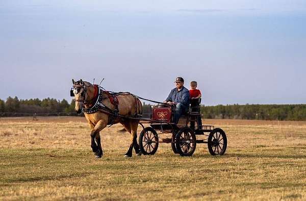 parade-draft-horse