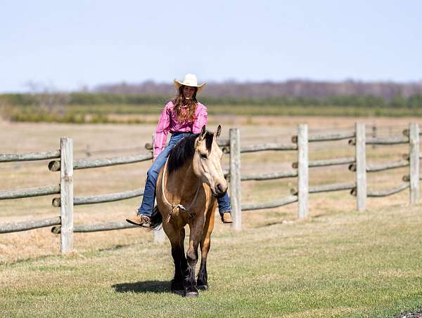 ridden-english-draft-horse