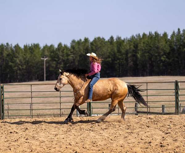 ridden-western-draft-horse