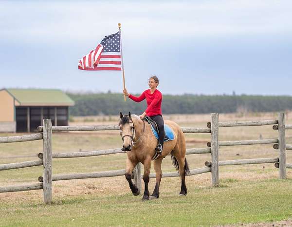 show-draft-horse