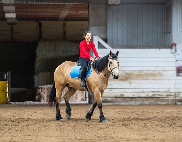 trail-draft-horse