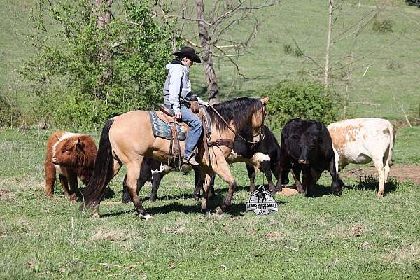 beginner-quarter-horse