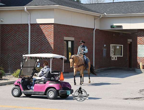 flashy-quarter-horse