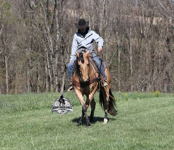 performance-quarter-horse