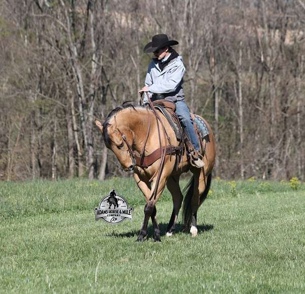 ranch-work-quarter-horse