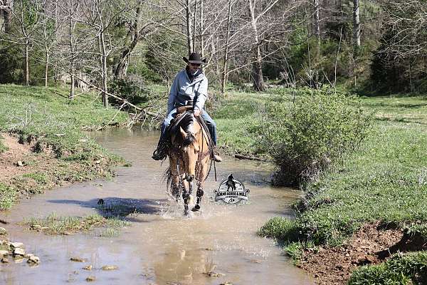 roping-quarter-horse