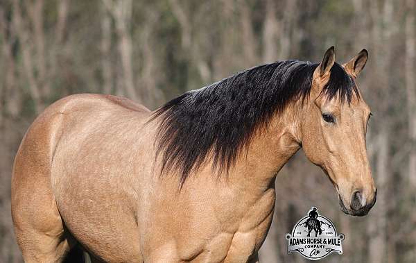 athletic-quarter-horse