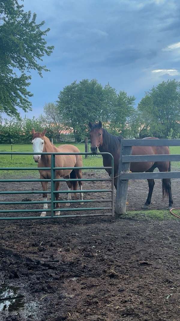 quarter-horse-for-sale