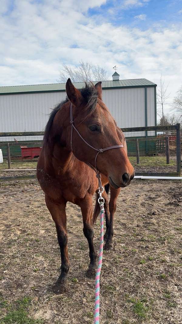 quarter-horse