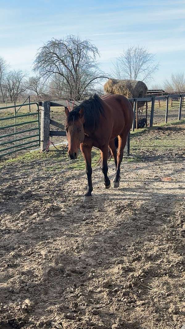 quarter-horse-gelding