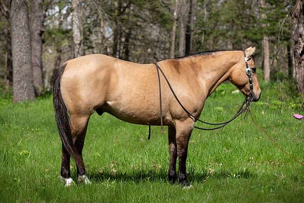 all-around-quarter-horse