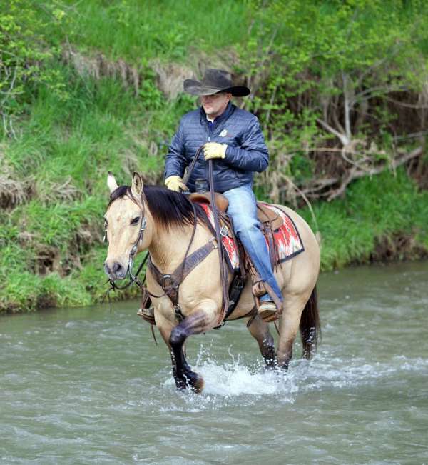 athletic-quarter-horse