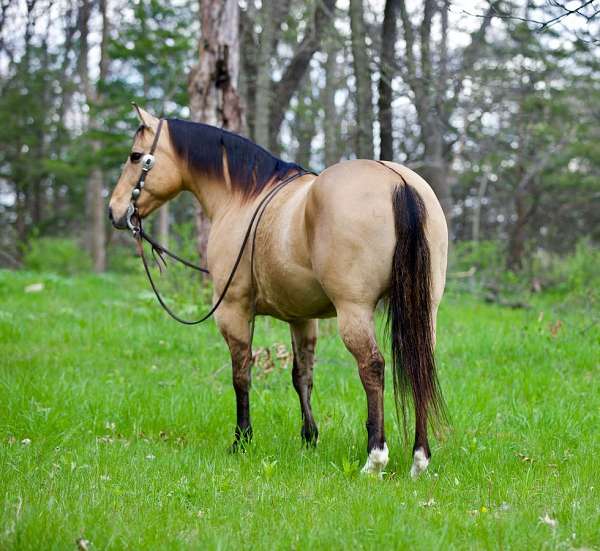 calf-roping-quarter-horse