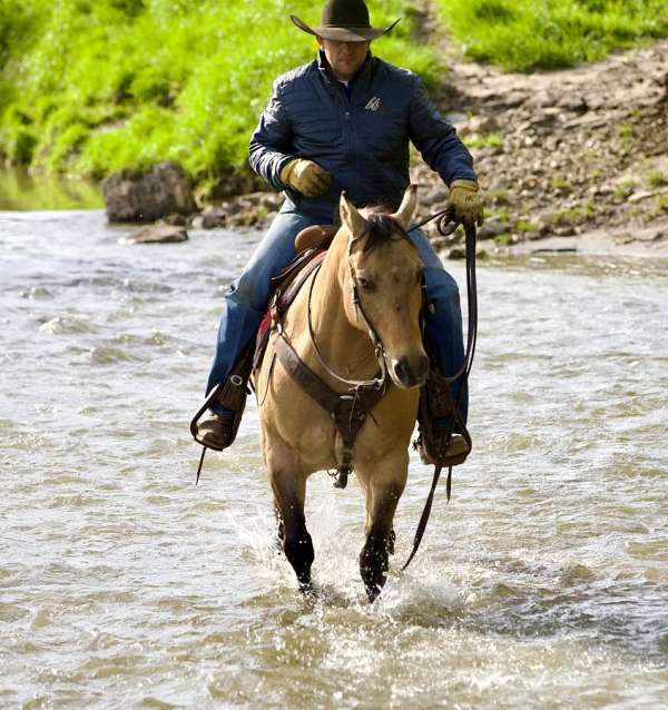 flashy-quarter-horse