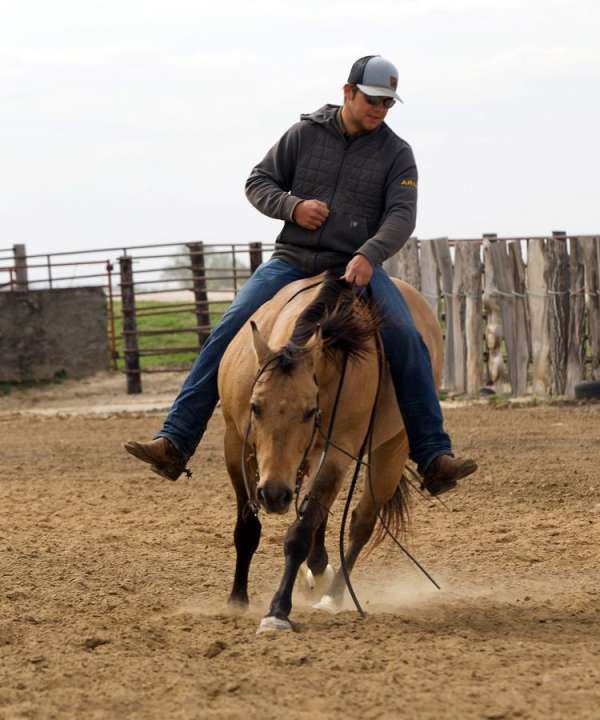 husband-safe-quarter-horse