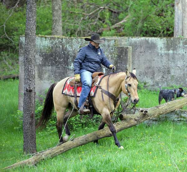 ranch-quarter-horse