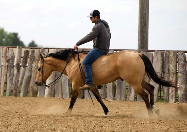 ranch-versatility-quarter-horse