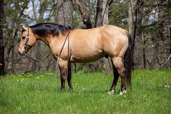 ranch-work-quarter-horse