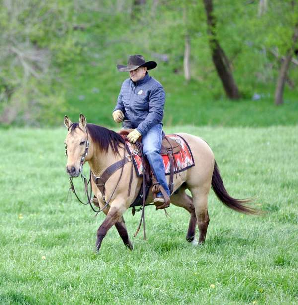 roping-quarter-horse