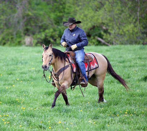 show-quarter-horse