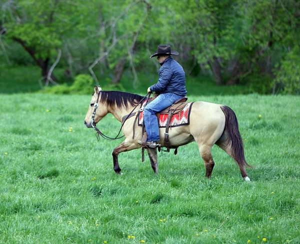 trail-quarter-horse