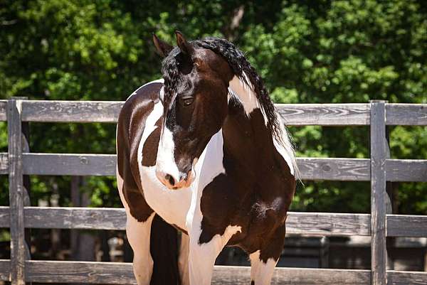 all-around-friesian-horse