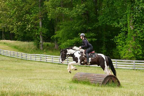 athletic-friesian-horse