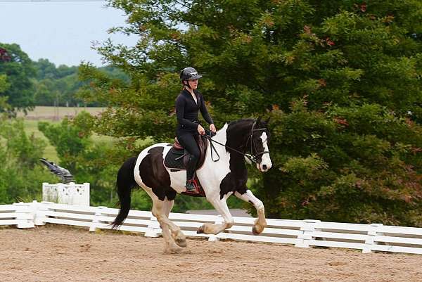 cross-friesian-horse