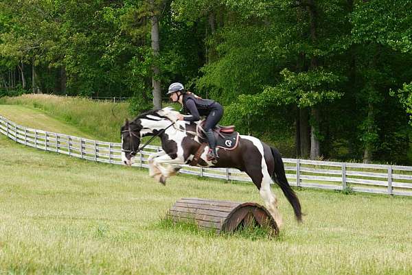 english-pleasure-friesian-horse