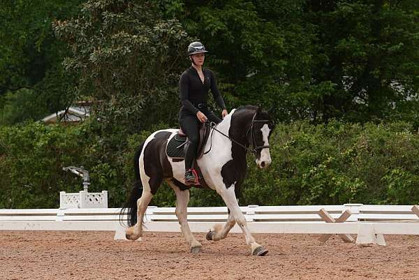 flashy-friesian-horse