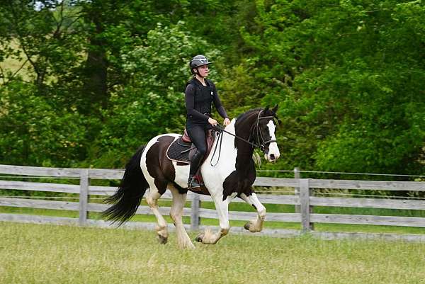 jumping-friesian-horse