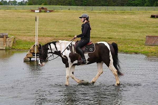 ridden-english-friesian-horse